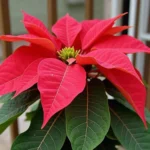 Poinsettia Care Tips