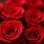 Bouquet of Red Roses