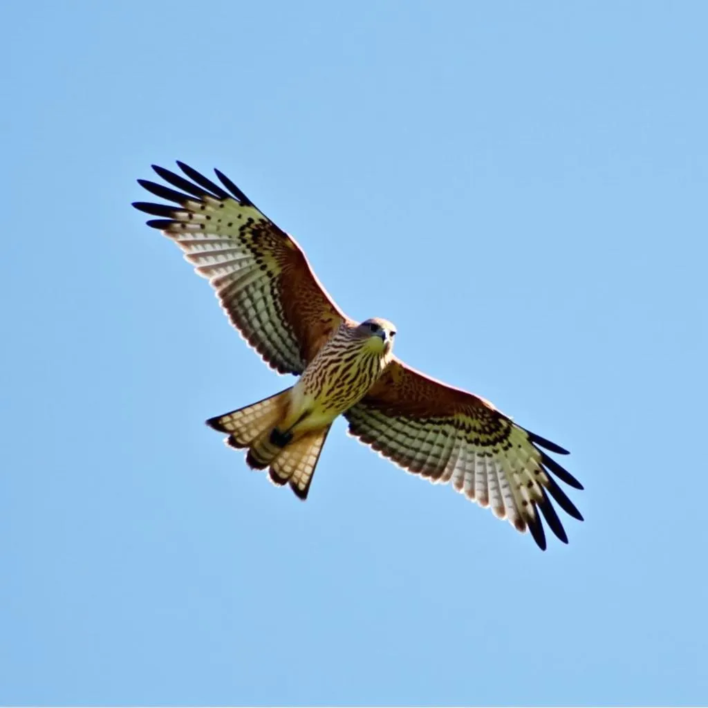 Red-shouldered hawk in flight