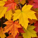 Autumn Leaves Displaying Accessory Pigments