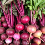 Beetroot Color Variations