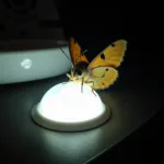 Bug Attracted to Light