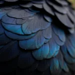 Closeup of a crow's feather