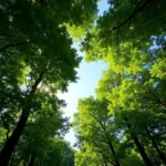 Green Forest Canopy