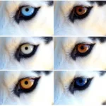 Siberian Husky eye colors