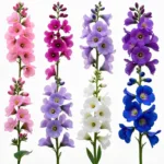 Larkspur Color Variations: Pink, Purple, White, and Blue