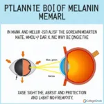 Light Eye Sensitivity and Melanin Levels