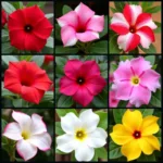 Mandevilla Varieties in Different Colors