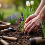 Planting Lavender in Colorado Spring