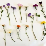 Drying pressed flowers for longevity