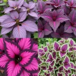 Purple Foliage Plants