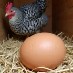 Speckled Sussex chicken laying eggs