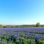 Texas bluebonnets field