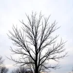 Tri-color Dappled Willow Winter Silhouette