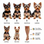 Yorkie Coat Color Genetics: Genes determine color and pattern in Yorkshire Terriers