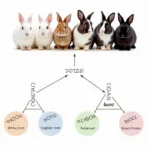 Bunny Coat Color Genetics