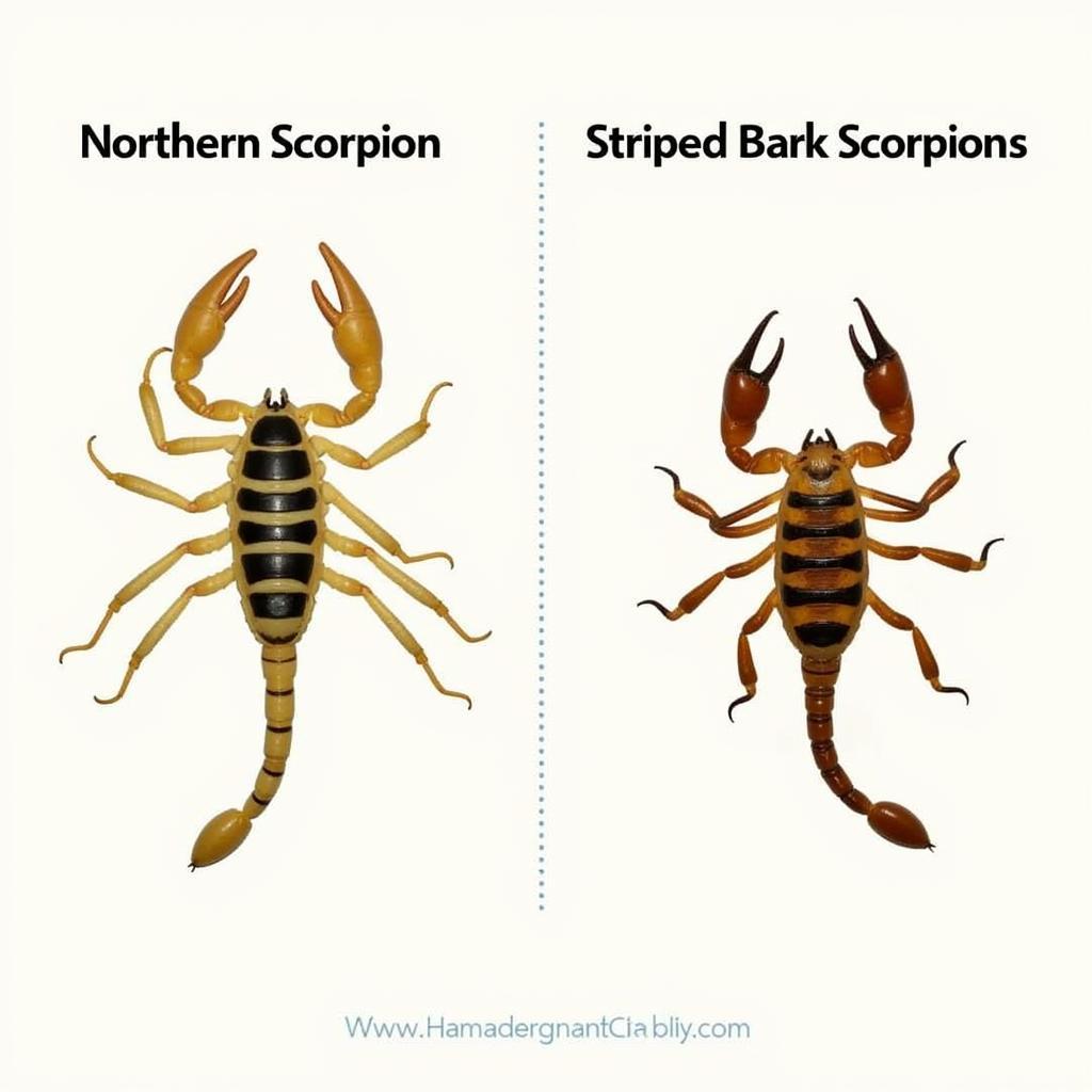 Different scorpion species in Colorado