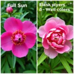 Environmental Impact on Peony Color