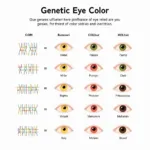 Understanding Eye Color Genetics and Inheritance