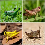 Grasshopper Color Variations in Different Environments