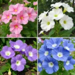 Rose of Sharon Color Variety: Pink, White, Blue, and Purple Blossoms