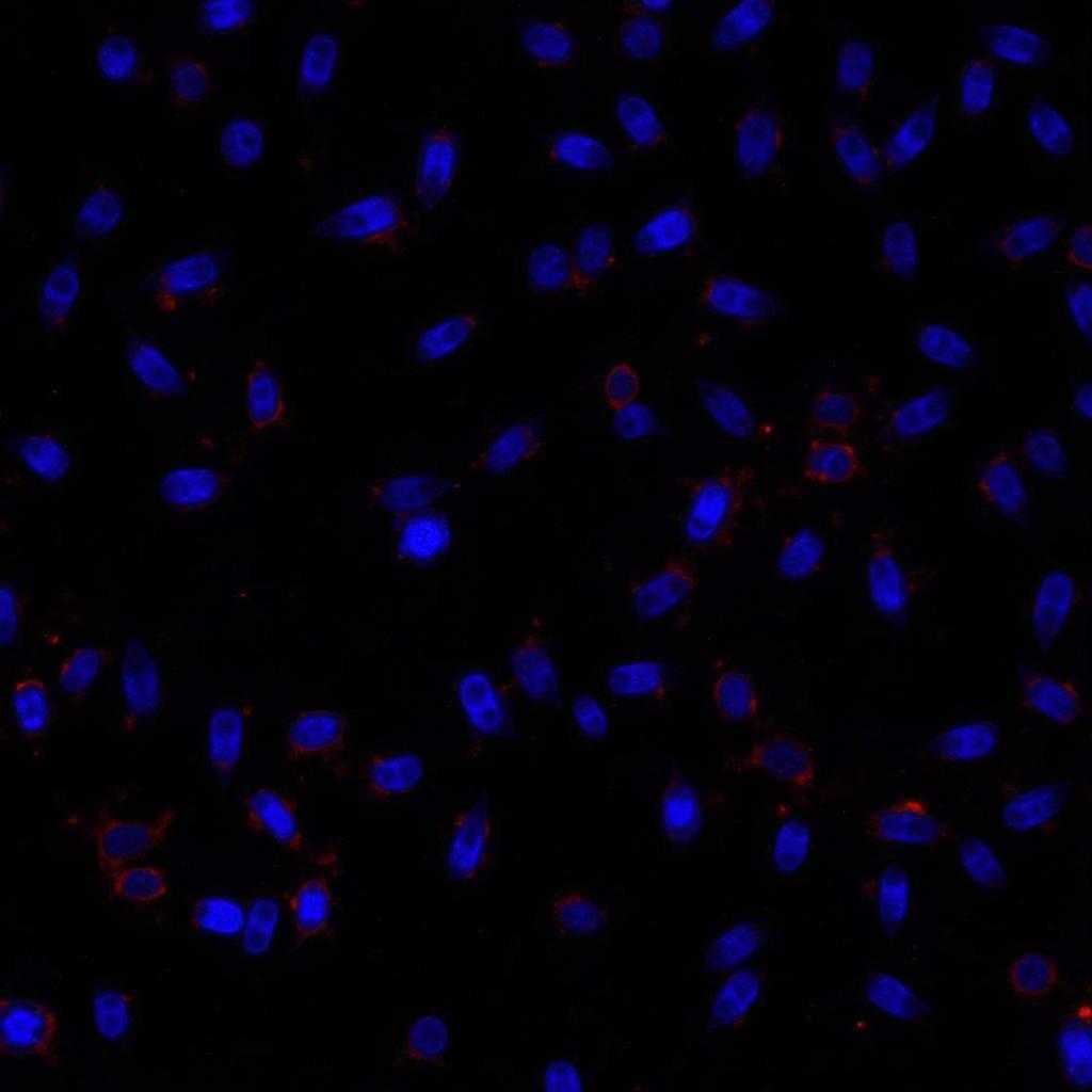 Stained mitochondria under fluorescent microscopy