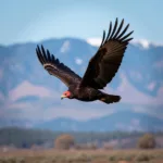 Turkey Vulture Soaring in Colorado Sky