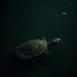 Turtle Hiding in Dark Water