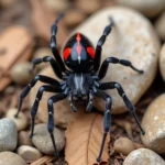 Black Widow Spider in its Natural Habitat in Colorado