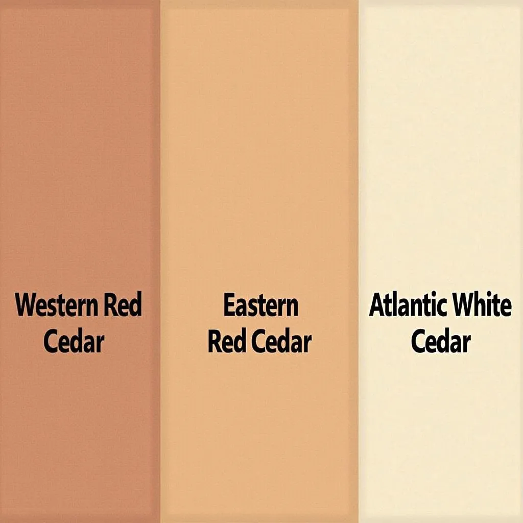 Different Cedar Wood Species Comparison