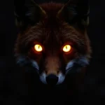 Fox eyes glowing in the dark