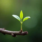 Green Leaves Sprouting on a Branch