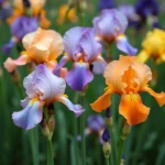 Iris Color Variation in Garden