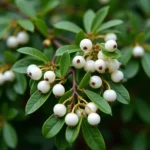 Close-up of Mistletoe Berries and Leaves