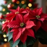 Red Poinsettia for Christmas Decoration