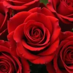 Bouquet of red roses