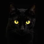 Cat's Eyes with Night Vision