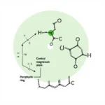 Chlorophyll Molecule Structure