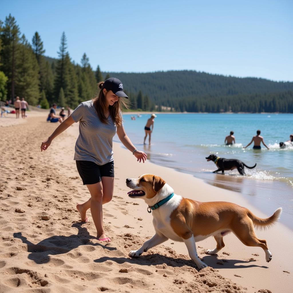 Colorado Lake Beach Dog-Friendly Activities