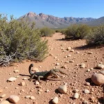 Colorado Scorpion Habitat