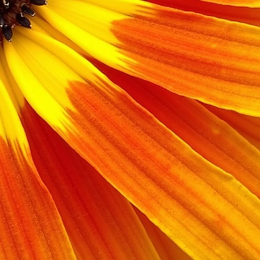 Sunflowers in shades of yellow, orange, and red