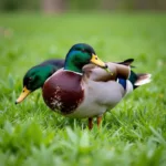 Duck Foraging in Grass