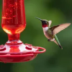 Hummingbird feeding from a red-dyed feeder