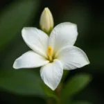 Jasmine Flower Close-Up