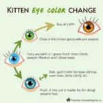 Kitten Eye Color Change Timeline