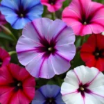 Morning glory flowers in various colors.