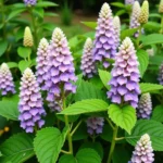 Panicle hydrangea blooming in a Colorado garden