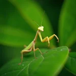 Praying Mantis Camouflaged on a Green Leaf