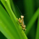 Praying mantis camouflaged on a green leaf