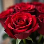 Red Roses: Symbol of Love, Passion, and Romance